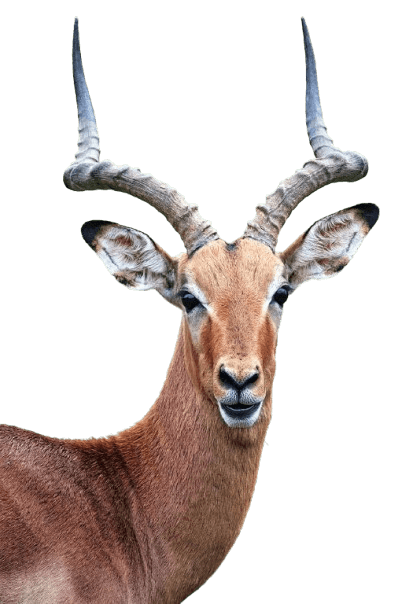 무료- 누끼따기- 사이트