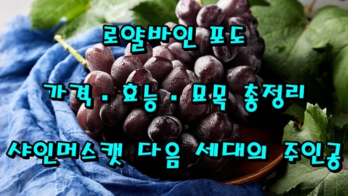 로얄바인 포도 가격&middot;효능&middot;묘목 총정리｜샤인머스캣 다음 세대의 주인공