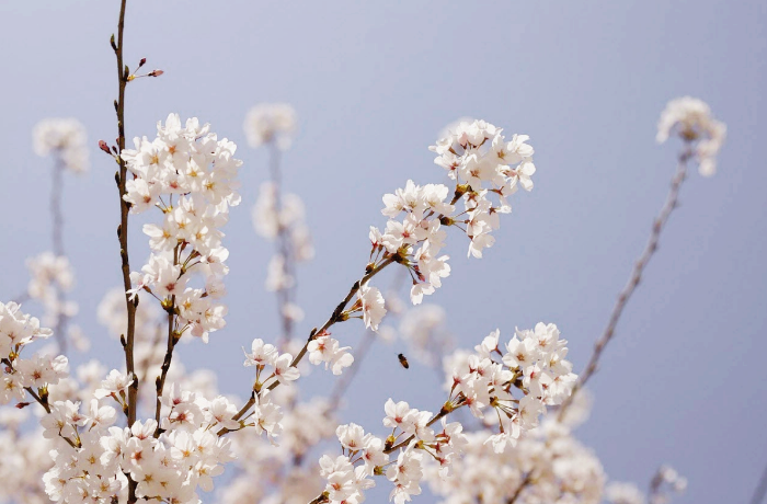 화사한 벚꽃가지