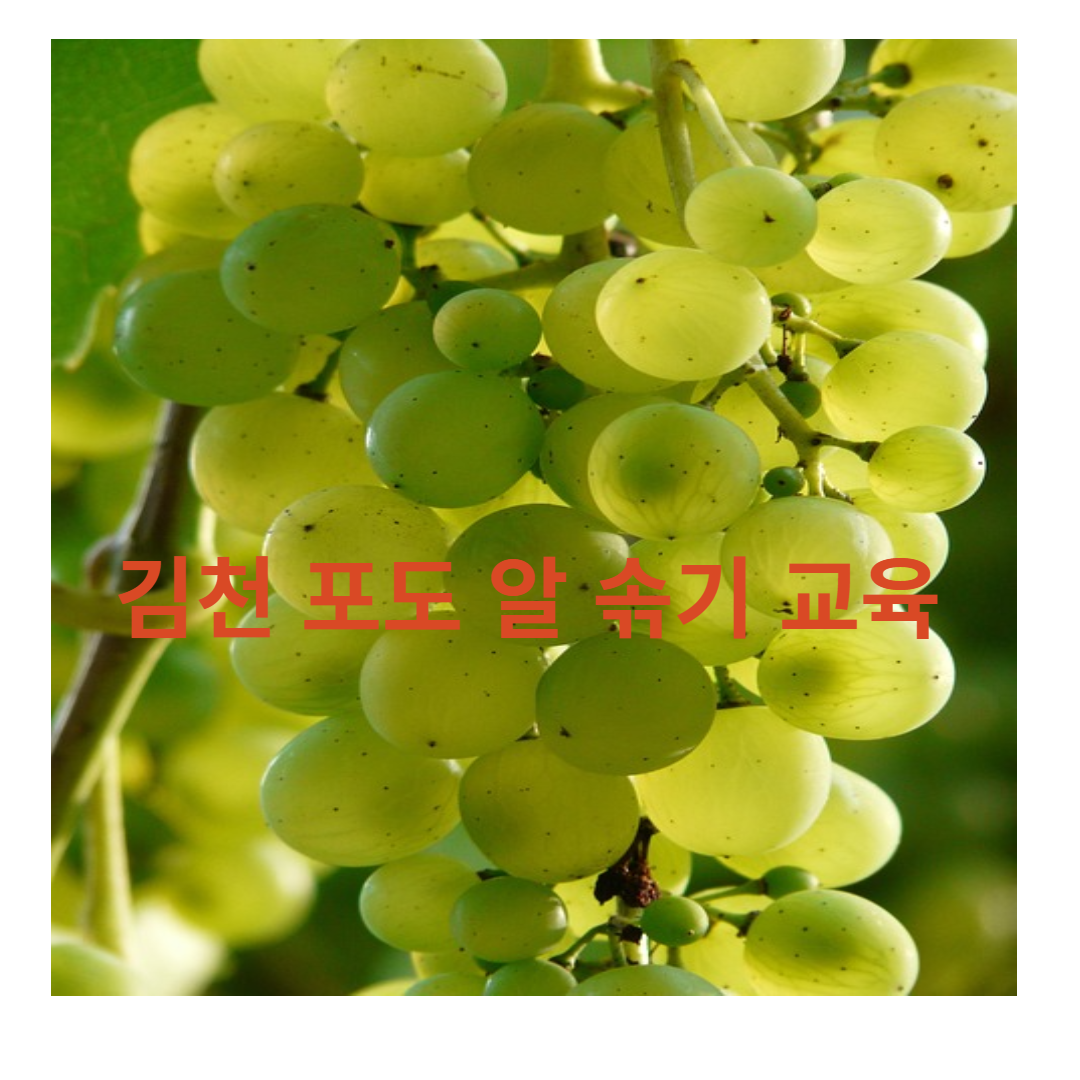 샤인머스켓
