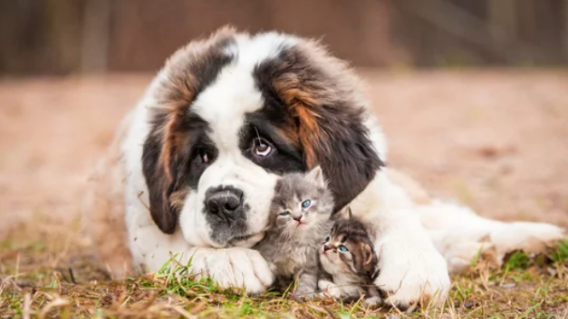 SAINT BERNARD/출처:어도비스톡