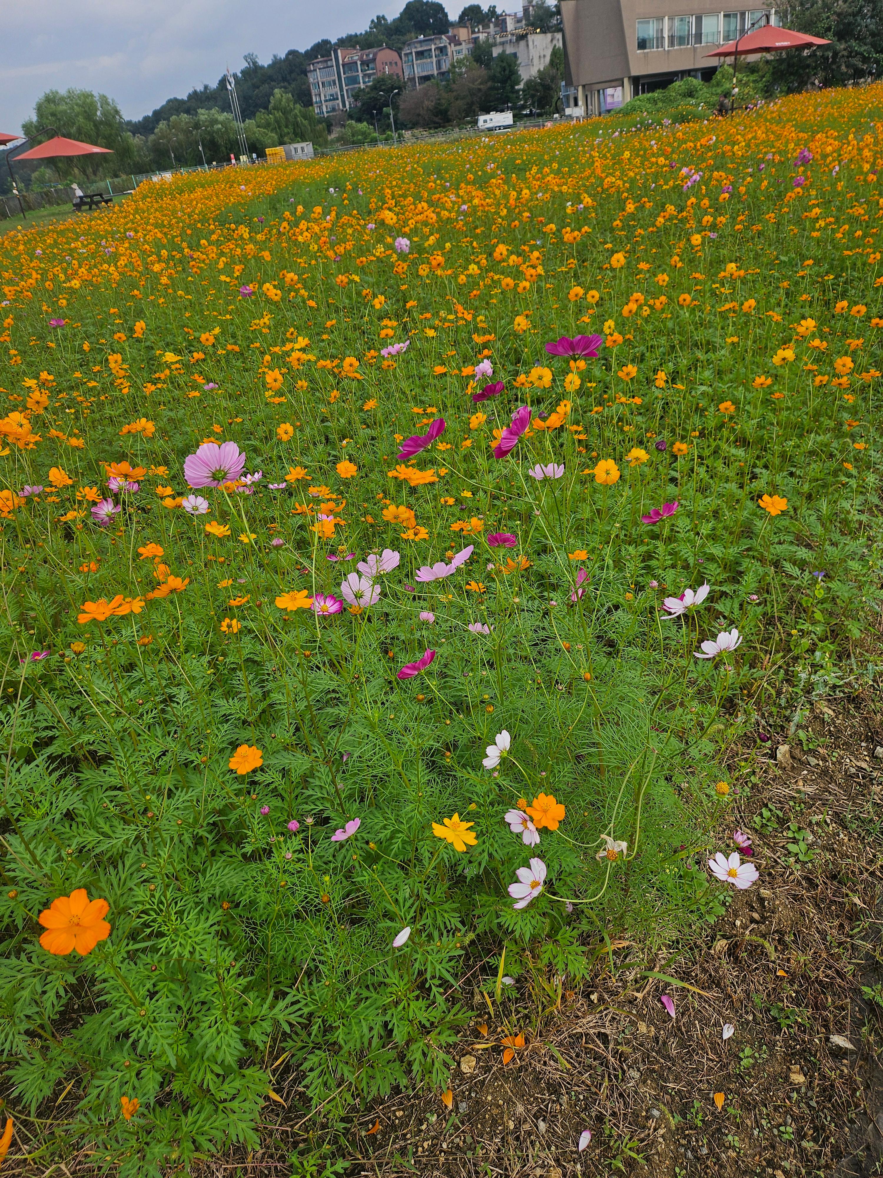 기흥호수공원에서 만난 가을, 코스모스 닮은 금계국이 물들인 풍경