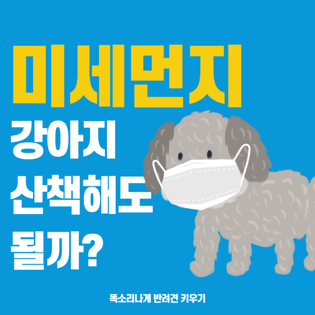 미세먼지 강아지 산책