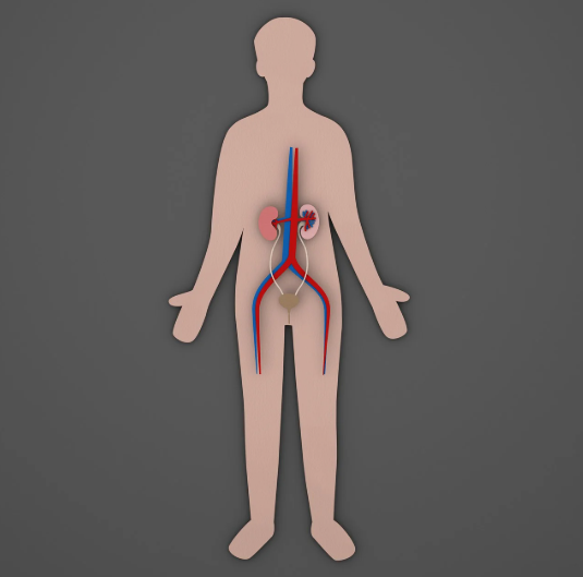 방광염, 그 다양한 얼굴들: 간질성, 남성&middot;소아 방광염, 그리고 재발 방지법까지