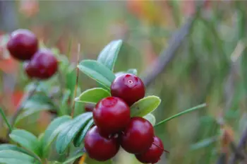링곤베리 효능 및 영양소, 가격