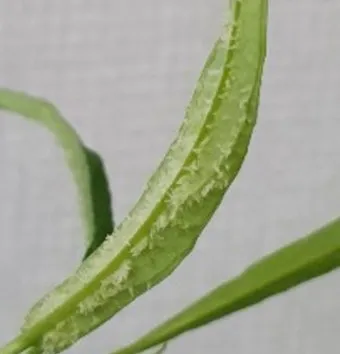 공심채 재배 여름 재배 물 충분 배수 필수_7