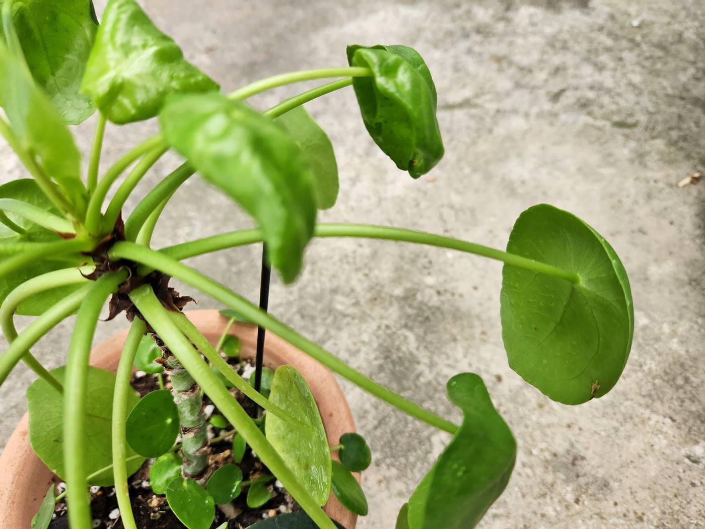 필레아 페페로미오데스