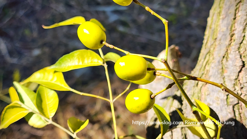 멀구슬나무 열매 천련자(川楝子)