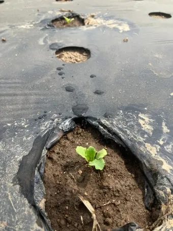 양상추 재배 결구 키우기 파종 시기 물주기 요령_11