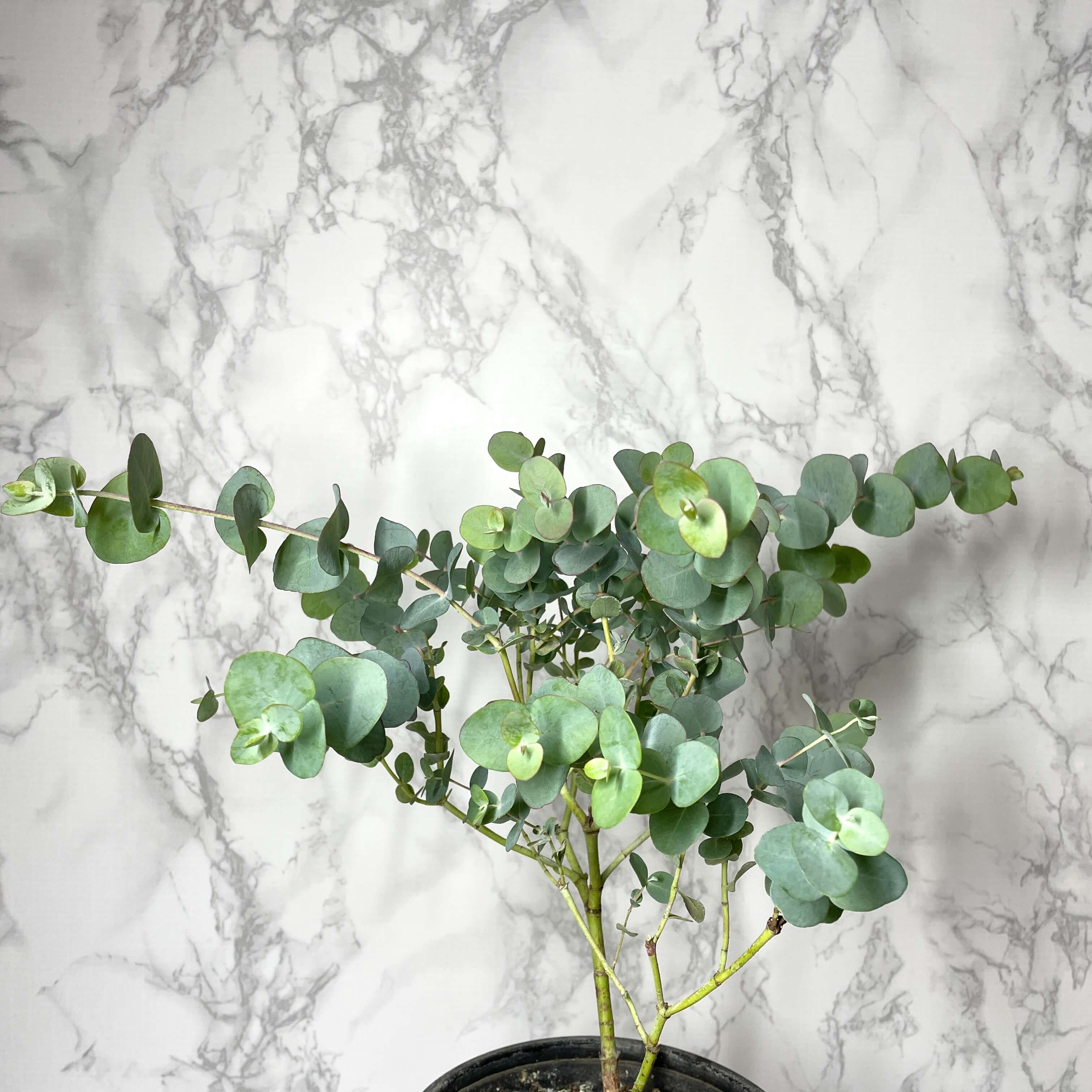 유칼립투스 키우기