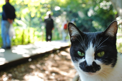 공원의 고양이와 안쪽에 사람의 그림자.