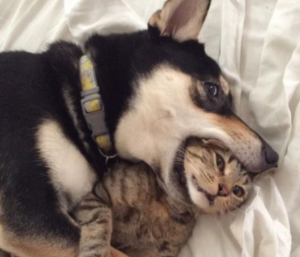 강아지와 고양이 합사 하는 방법