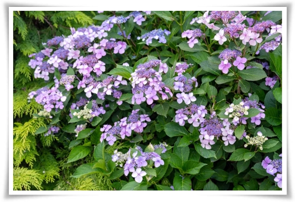 "산수국" 아름다운 매력을 한껏 간직하고 있는 여름 대표 꽃!