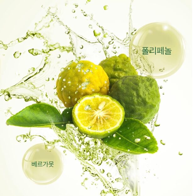 베르가못 폴리페놀 효능2