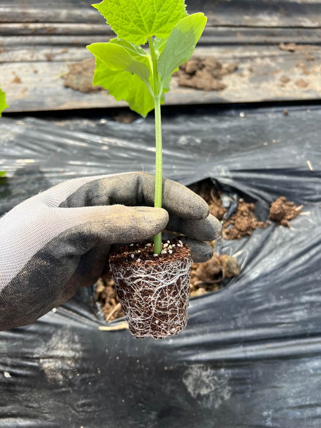 가을 오이 파종