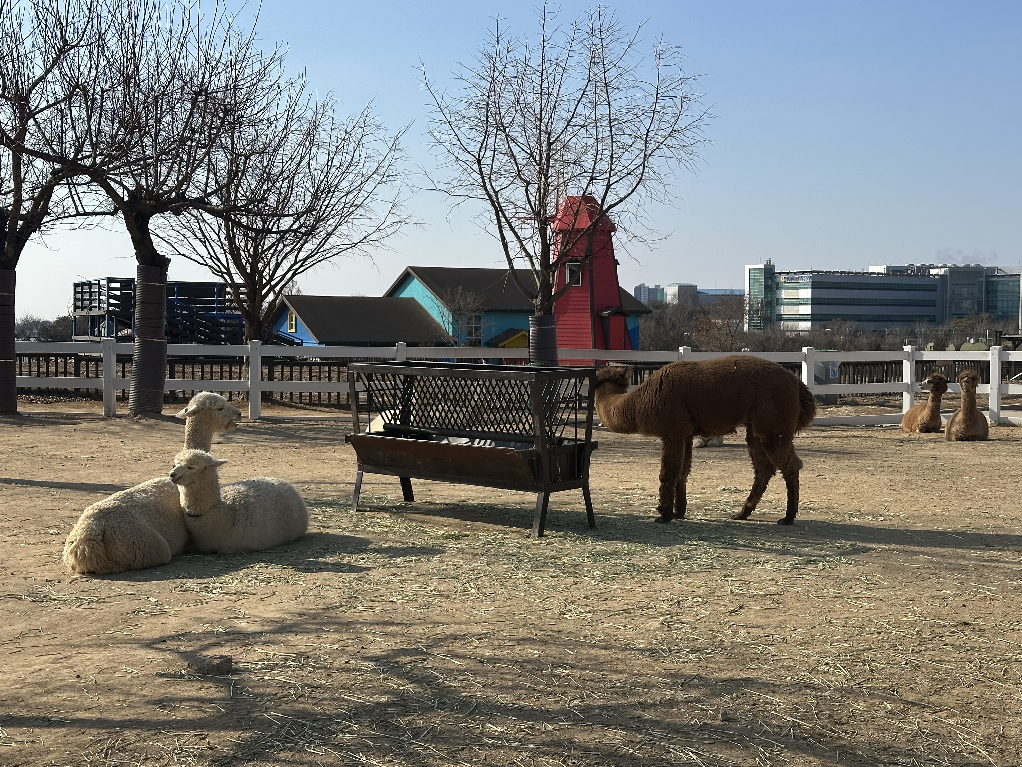 안성팜랜드 라마