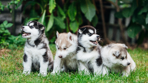 네마리의 아기 강아지들