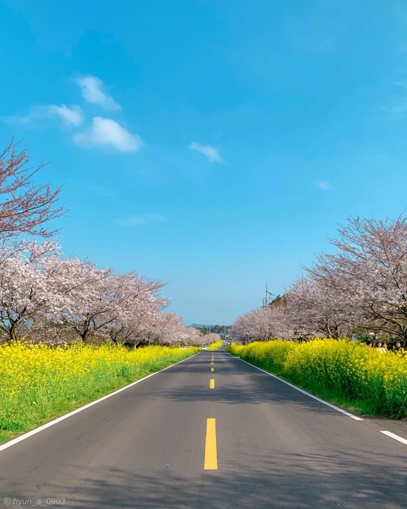 한국관광공사-봄-드라이브코스-5선-녹산로-유채꽃도로