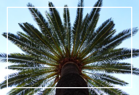 불면증에 좋은 음식