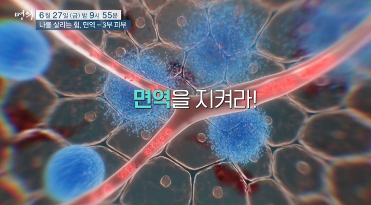 명의-피부-면역