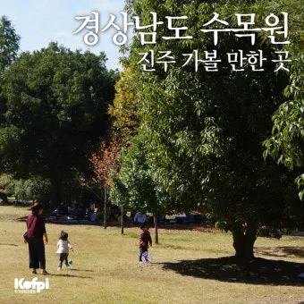 경상남도 수목원 5월의 꽃 관음죽꽃 핑퐁나무 황금자주달개비 마가렛 만첩빈도리 자란 크레이프자스민_14