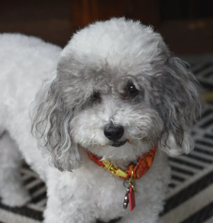 귀여운 실버 푸들 강아지