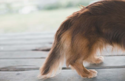 강아지의 뒷다리