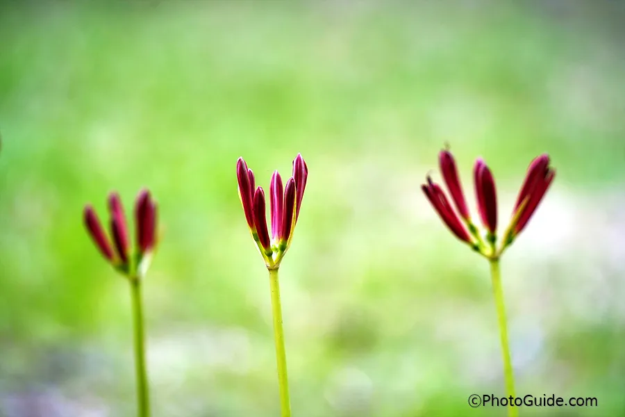 영광-불갑사-상사화-축제