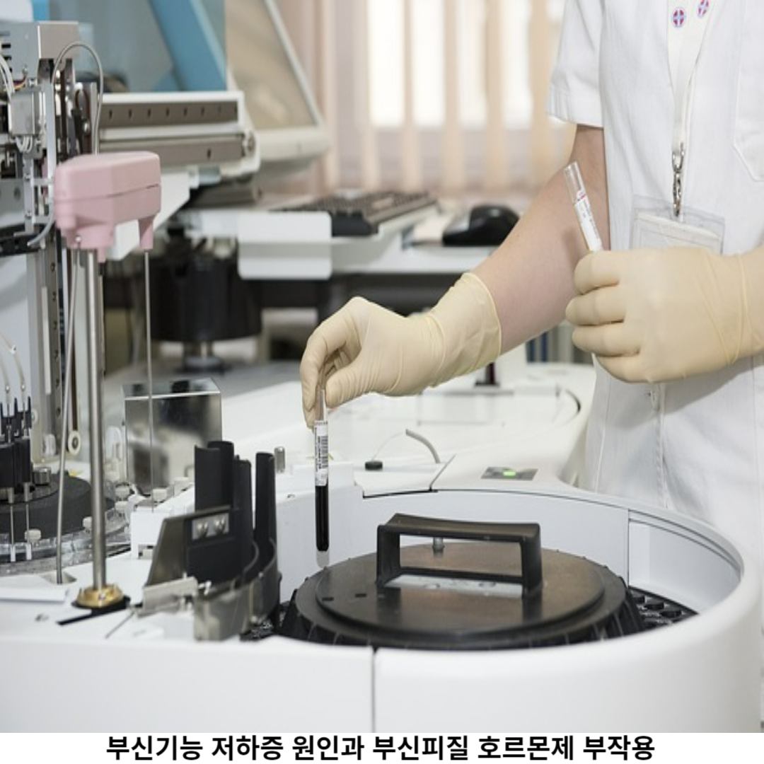 부신 이란?