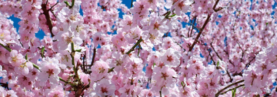 화담숲 사전예약 깔끔 한방정리!