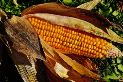 옥수수