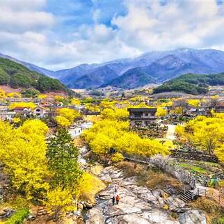 25년 구례 산수유 꽃 축제 완벽 가이드, 추천, 가볼만한 곳, 일정, 꿀팁, 방문계획