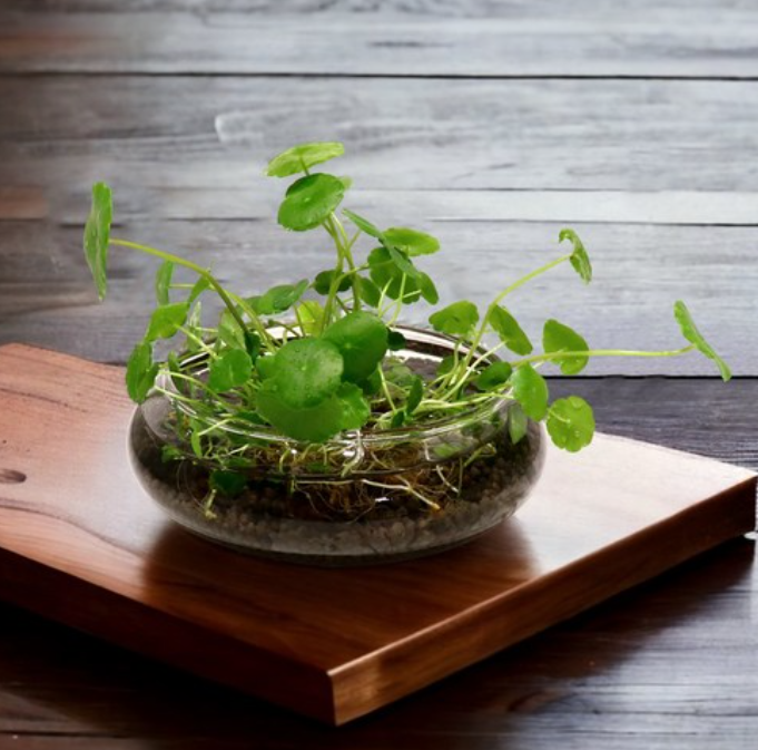 욕실 공기 정화 끝판왕! 키우기 쉬운 수경식물 BEST 8 공개!