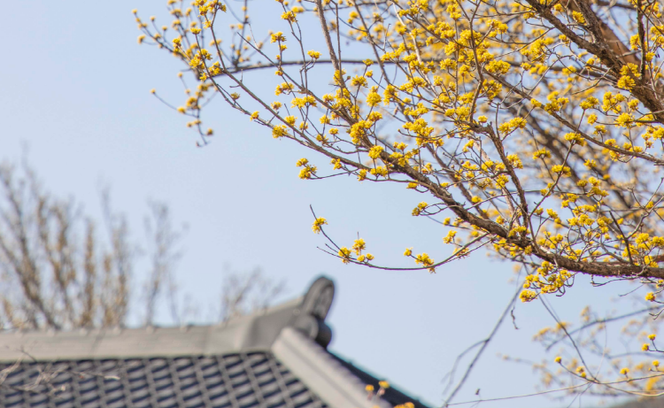 구례 산수유축제