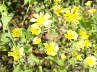 씀바귀 고들빼기 차이점 효능 비교_10