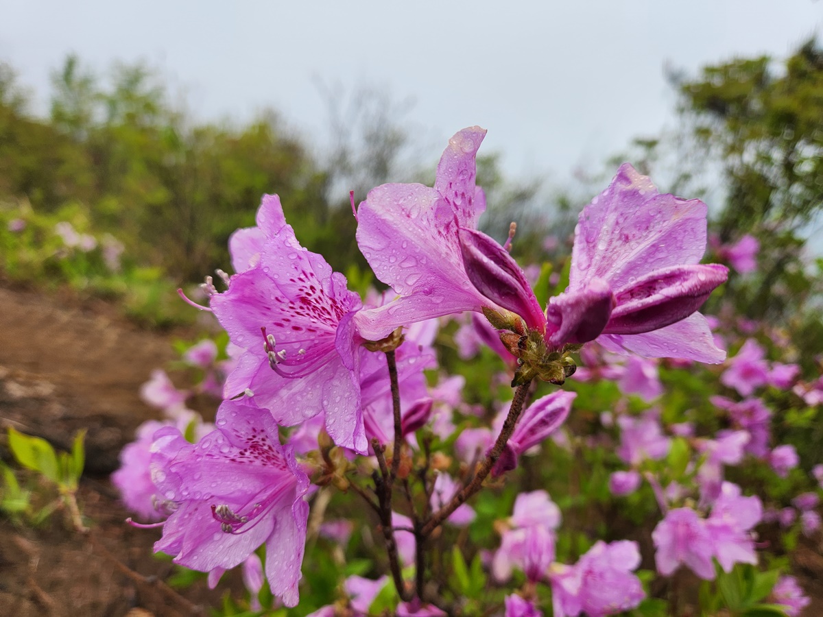 산철쭉