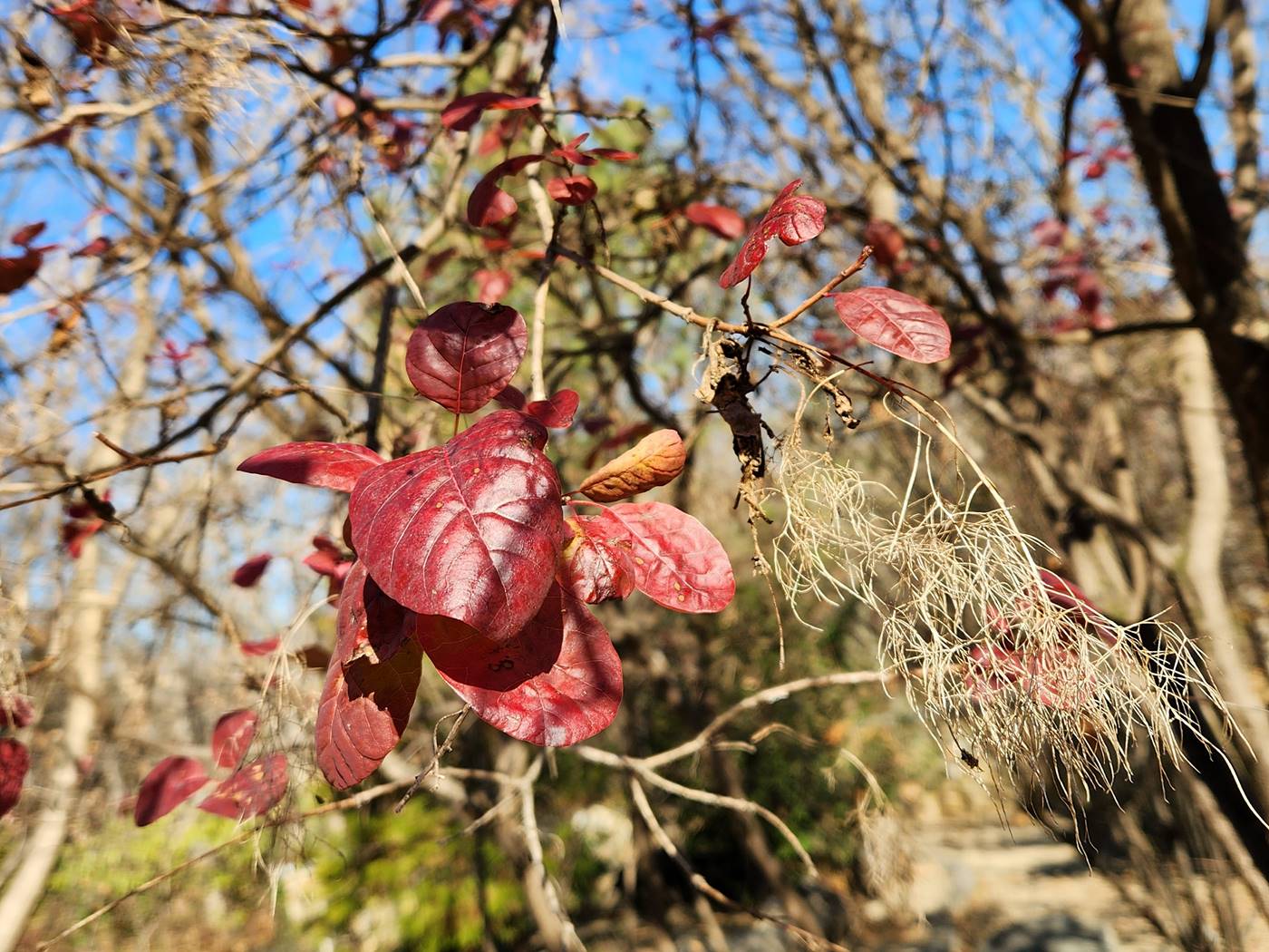안개나무(자엽안개나무) Smoke tree
