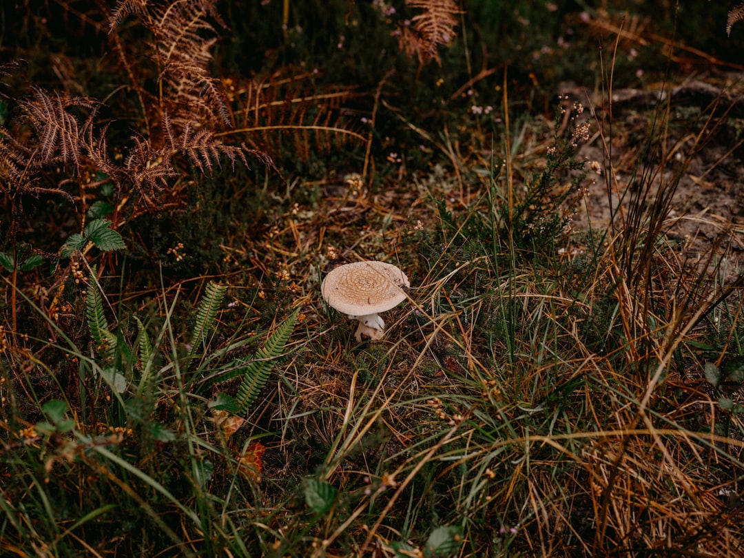 Lower abdomen.