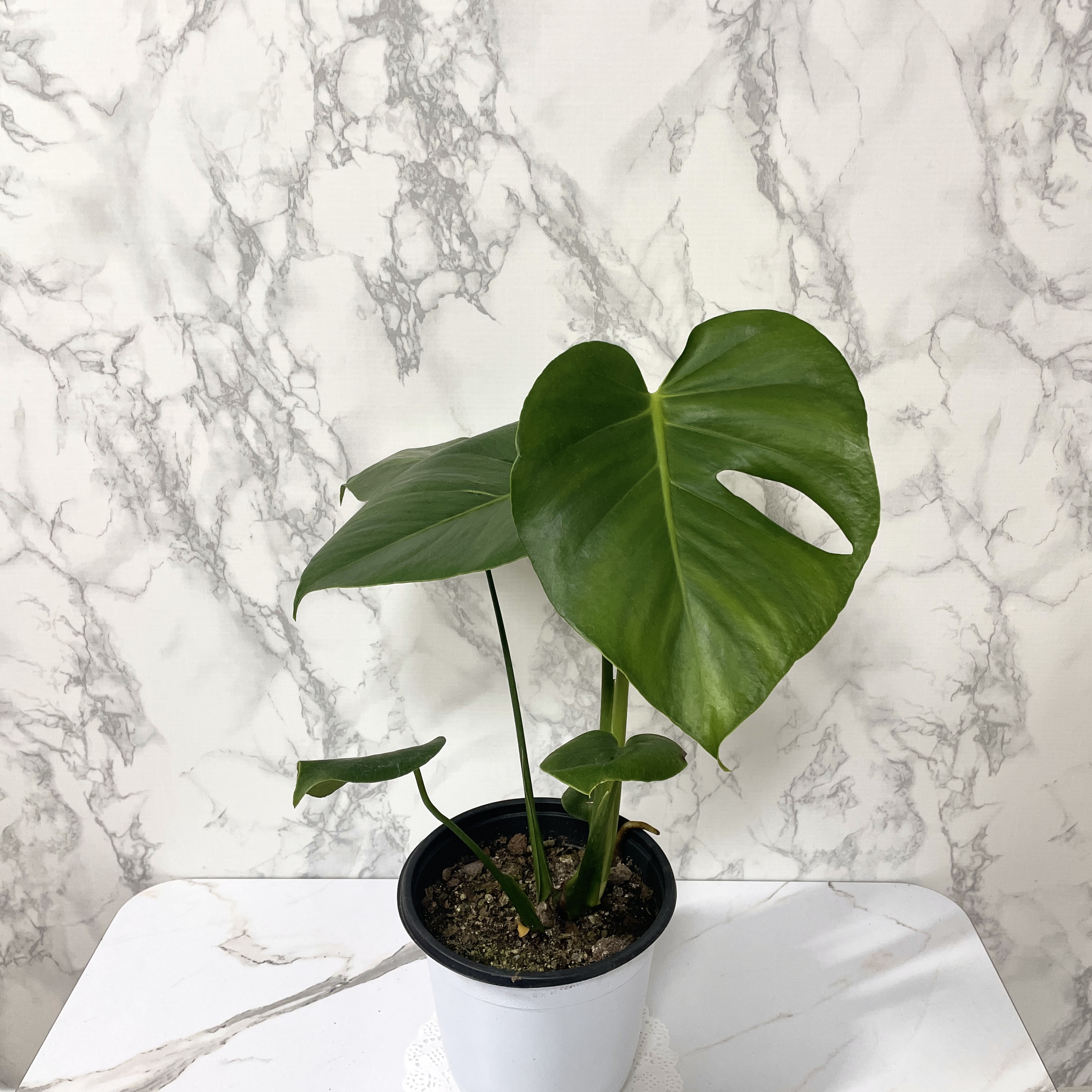 몬스테라 키우기 물주기 수경재배 분갈이 가지치기