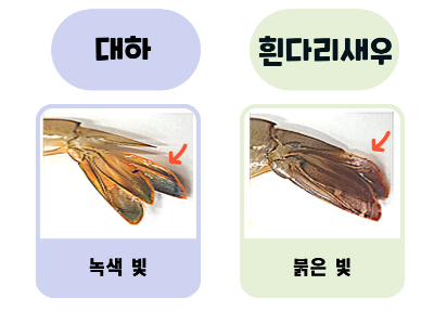 대하와 흰다리새우 꼬리비교