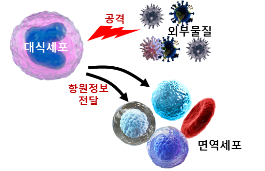 대식 세포 하는일