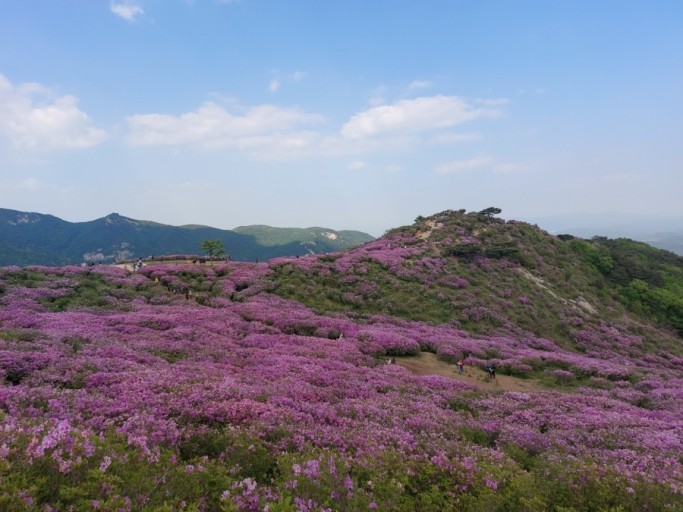 벚꽃축제벚꽃명소봄꽃여행지