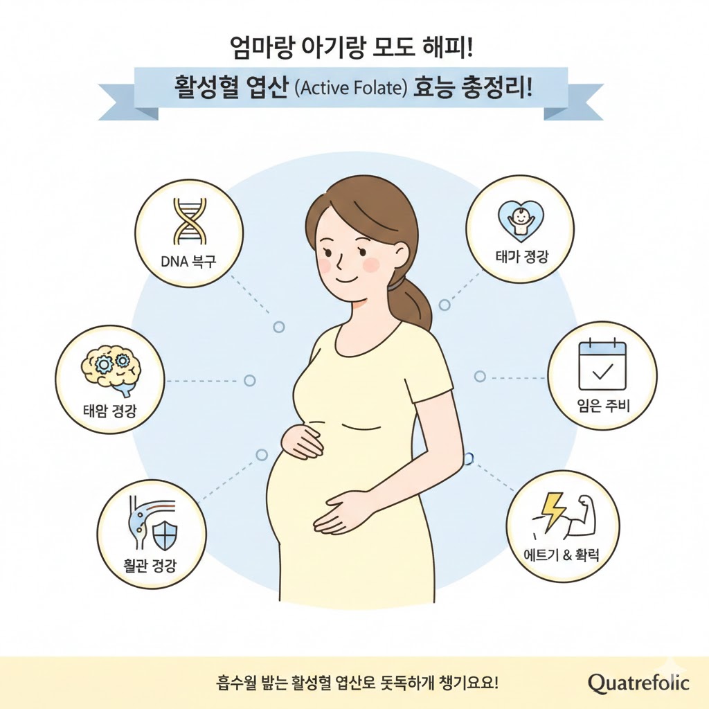 활성형 엽산 효능 한눈에 정리, 흡수율부터 다릅니다