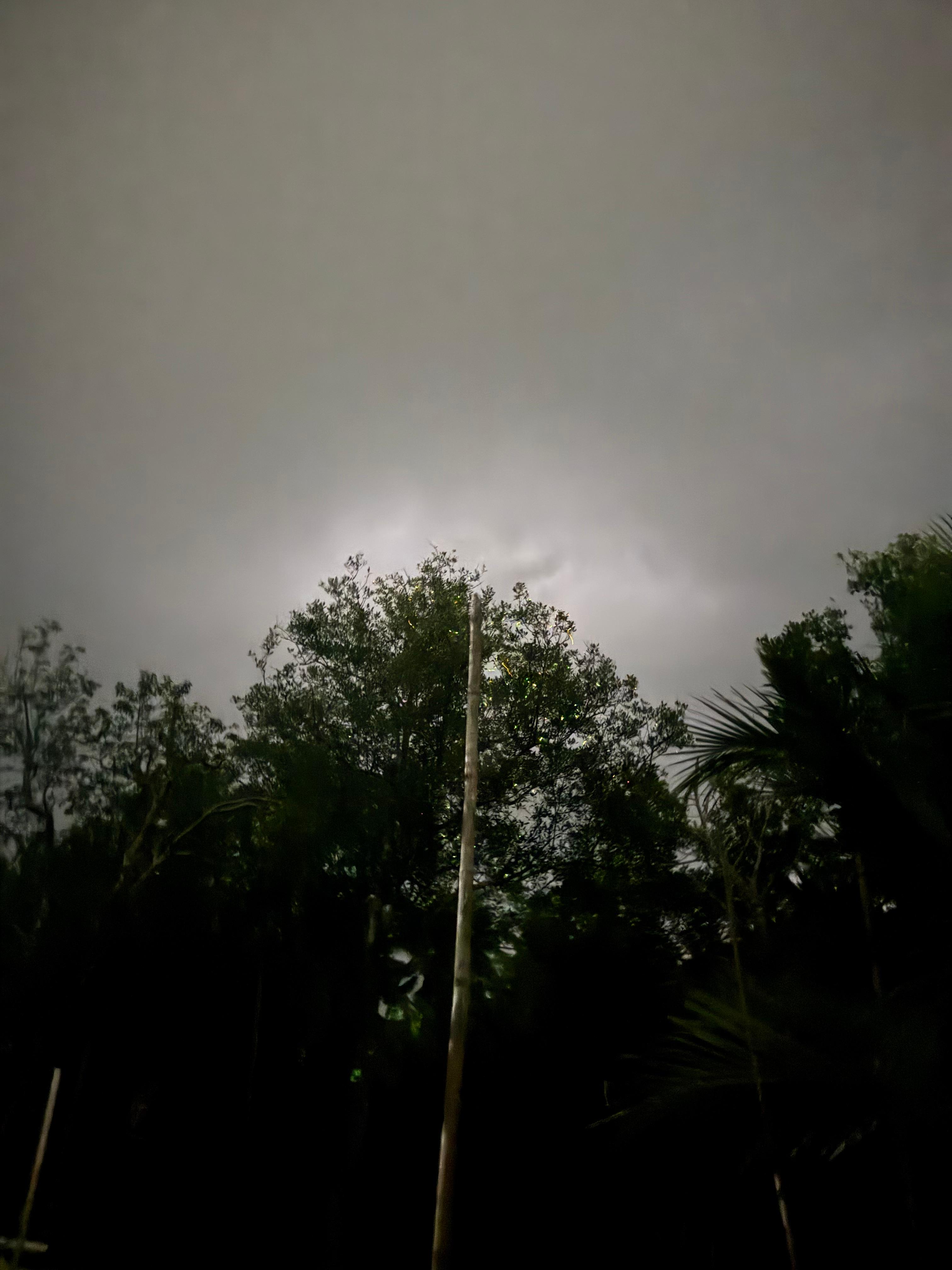 보홀 반딧불 카약 반딧불 투어