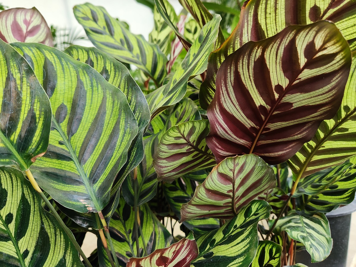 칼라데아_마꼬야나