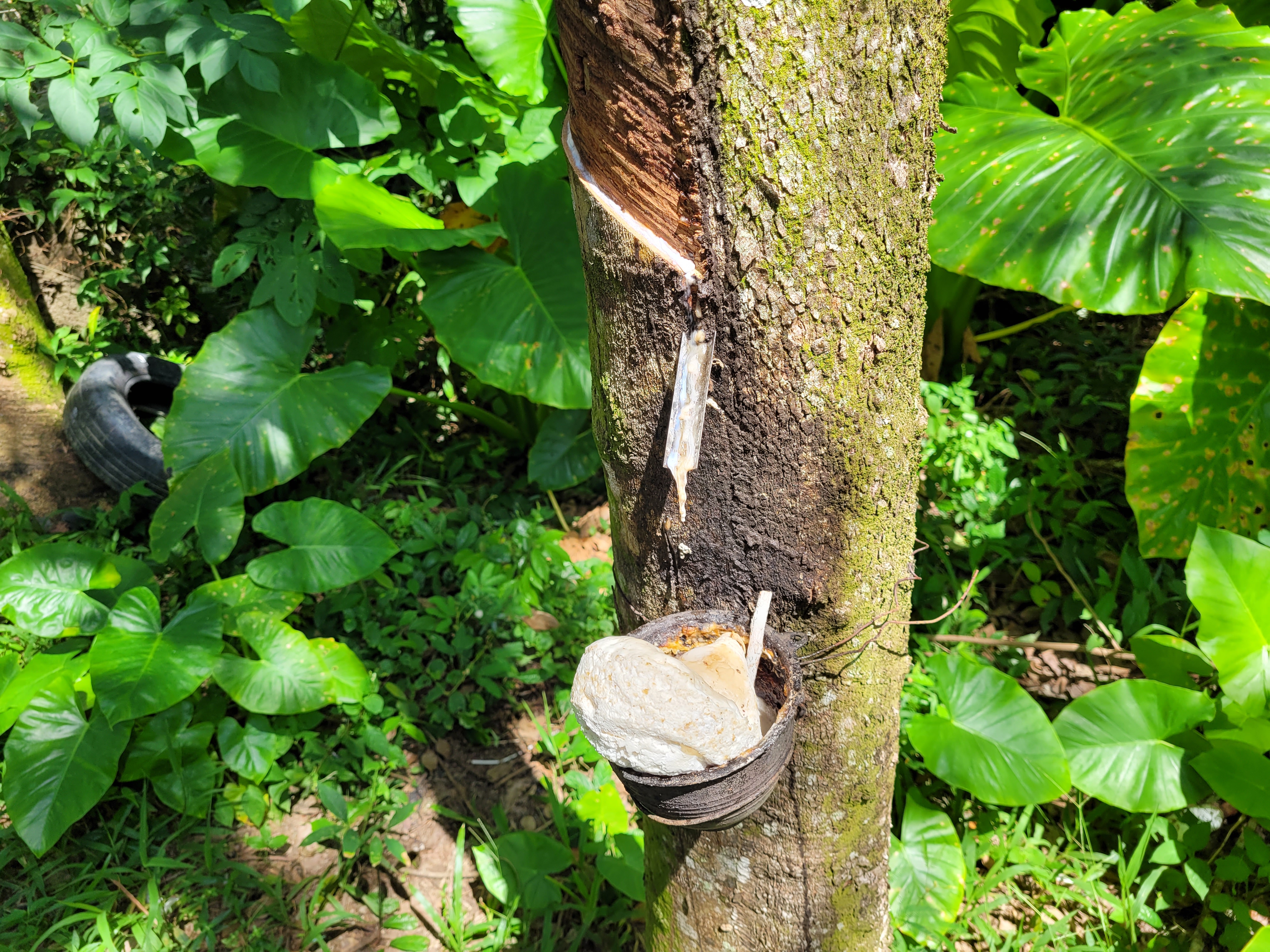 라텍스 채취 중