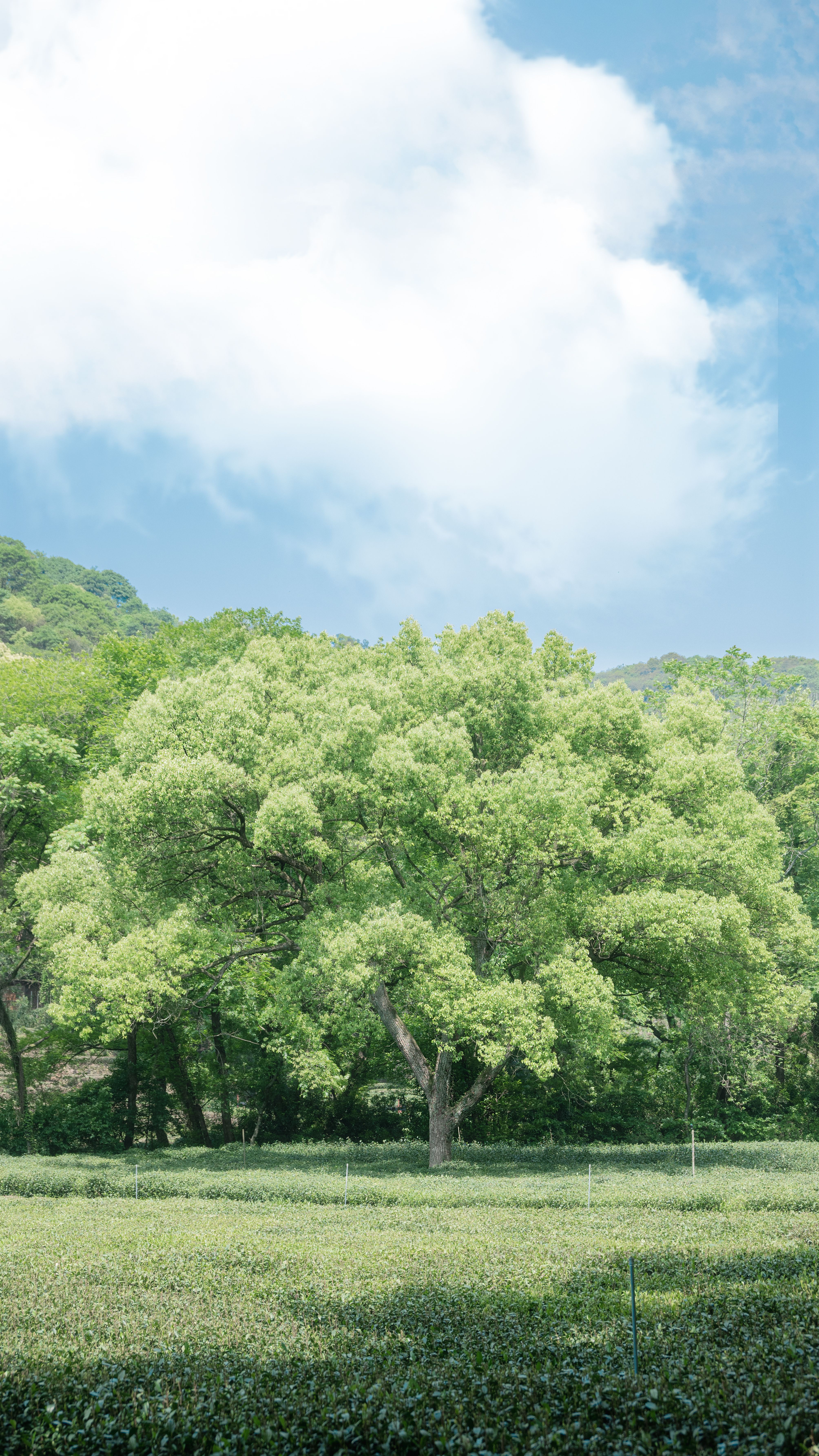 주목