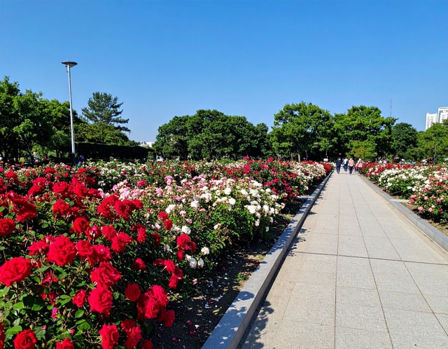 곡성 장미축제 주차장