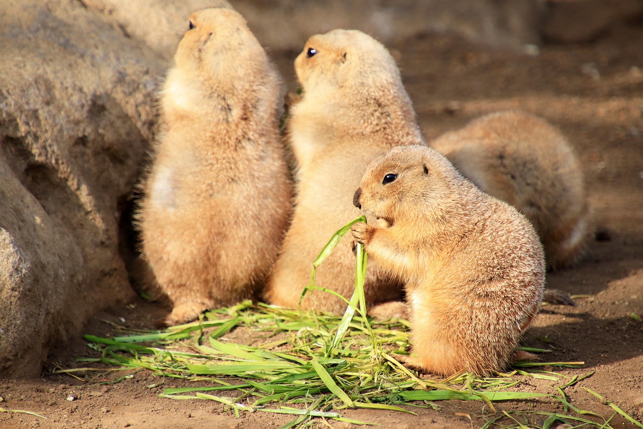 무리 속에서 새끼를 보호하며 집을 지키는 프레리도그