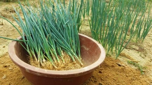 대파-모종-심는시기-정식시기-아주심기